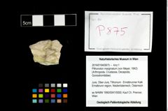 Foto (Objekt + Etikett) von Pithonoton marginatum (von Meyer, 1842)  (NHMW-GEO-2014-0194-0875)